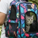 Un homme portant un sac a dos chat à motif coloré, avec un chat à l'intérieur, dans un parc.